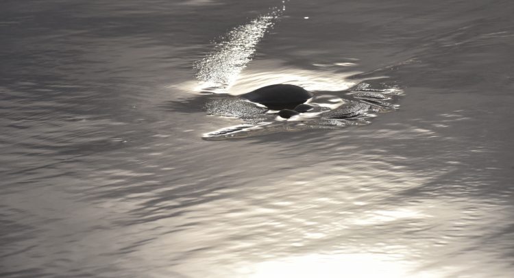 Paysages Île d'Oléron Chassiron Antioche Pose longue Plage Falaises Viaduc