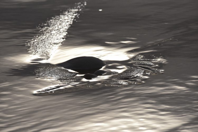 Paysages Île d'Oléron Chassiron Antioche Pose longue Plage Falaises Viaduc