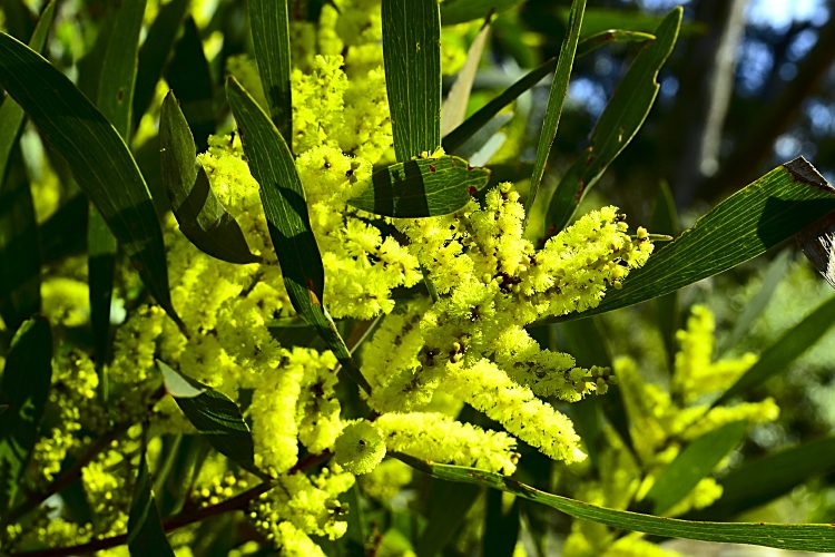 Images australie blue mountains mimosa