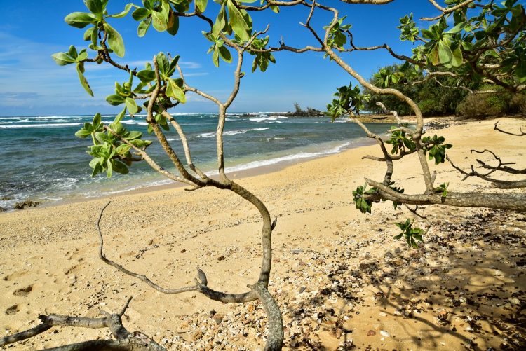 Hawaï Oahu Plage Corail Coucher de Soleil Sunset Beach Bay Turtle bay