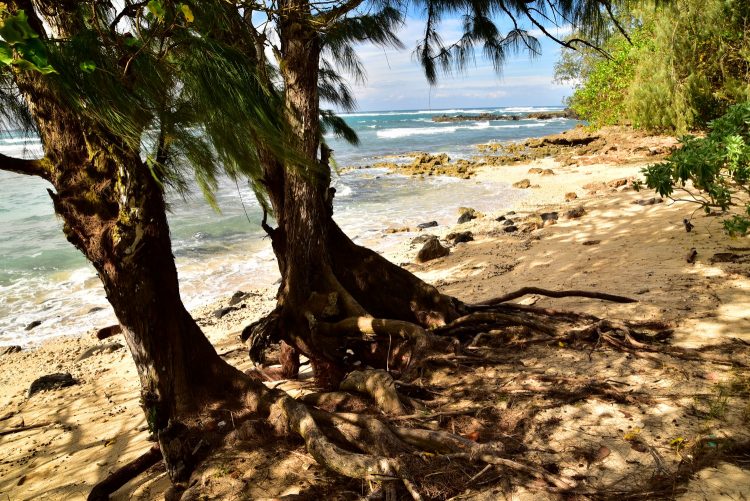 Hawaï Oahu Plage Corail Coucher de Soleil Sunset Beach Bay Turtle bay