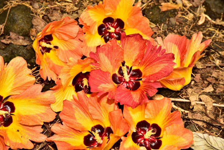 Big Island Hawaï Côte Sud-Est Hot springs Kalapana Kapoho Mermaid Pond