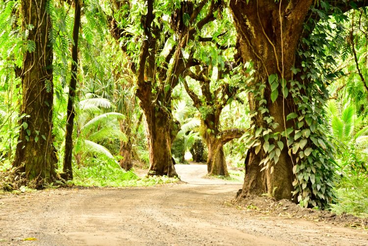 Big Island Hawaï Côte Sud-Est Hot springs Kalapana Kapoho Mermaid Pond