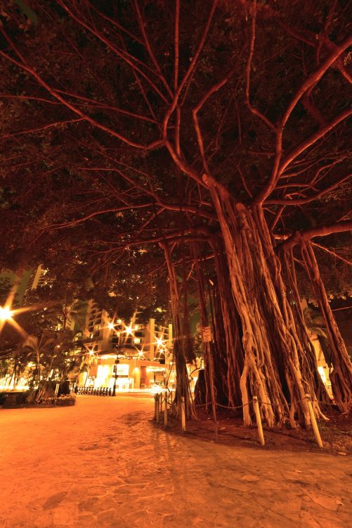 Hawaï Oahu Honolulu Waikiki