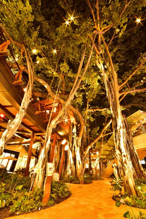 Hawaï Oahu Honolulu Waikiki