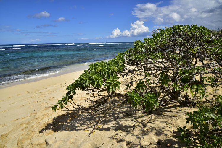 Hawaï Oahu Plage Corail Coucher de Soleil Sunset Beach Bay Turtle bay