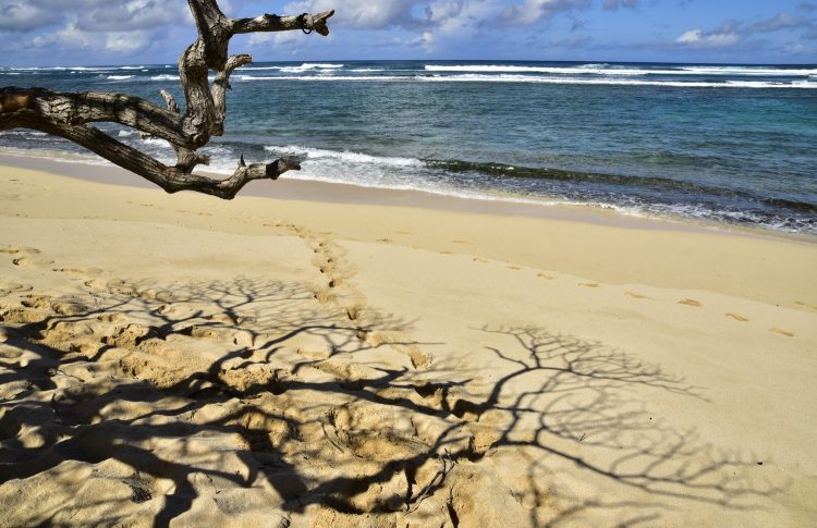 Hawaï Oahu Plage Corail Coucher de Soleil Sunset Beach Bay Turtle bay