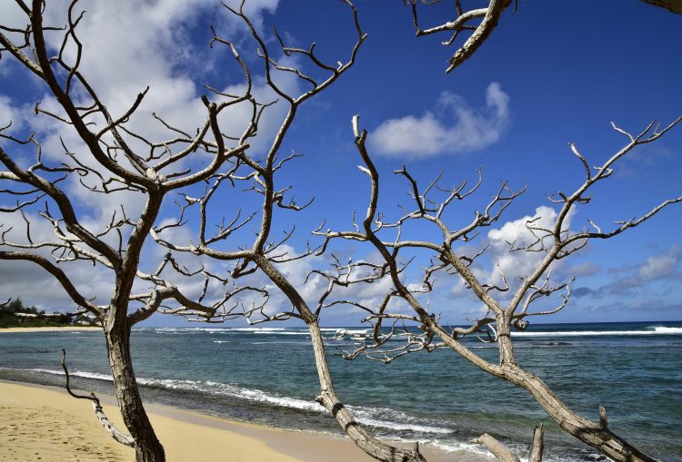 Hawaï Oahu Plage Corail Coucher de Soleil Sunset Beach Bay Turtle bay