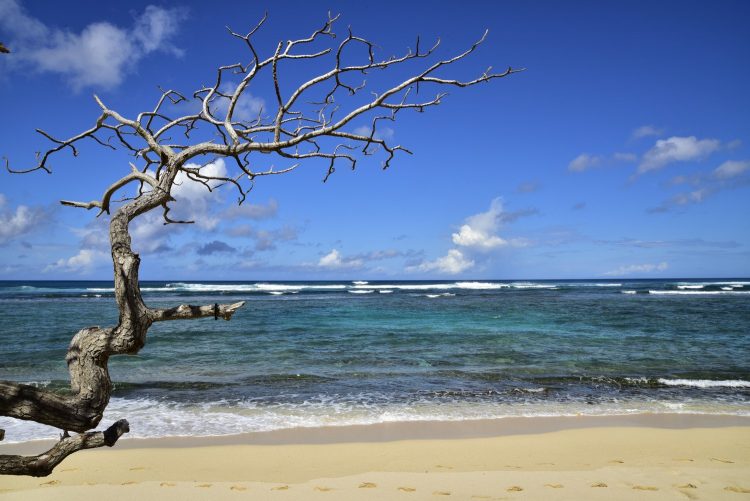 Hawaï Oahu Plage Corail Coucher de Soleil Sunset Beach Bay Turtle bay