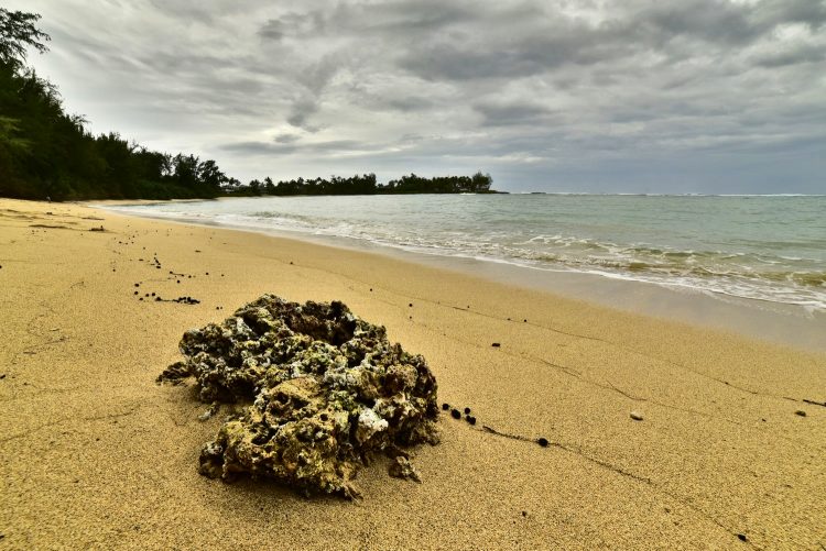 Hawaï Oahu Plage Corail Coucher de Soleil Sunset Beach Bay Turtle bay