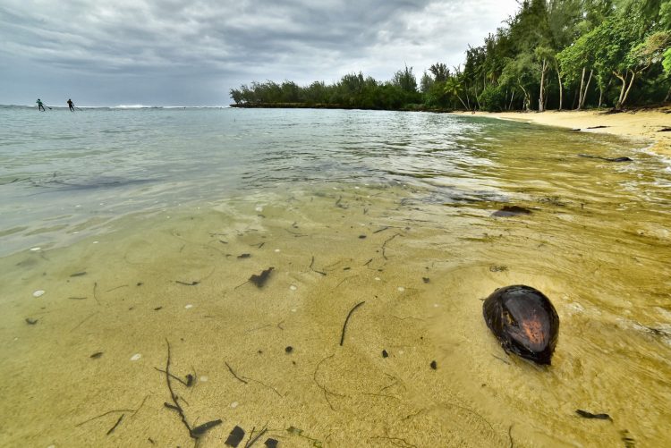 Hawaï Oahu Plage Corail Coucher de Soleil Sunset Beach Bay Turtle bay