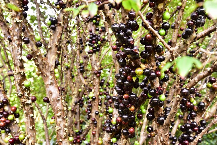 Hawaï Oahu Plage Corail Coucher de Soleil Sunset Beach Bay Turtle bay