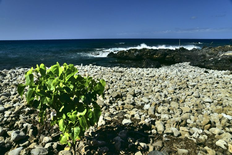 Koahala Coast Hawaï Big Island