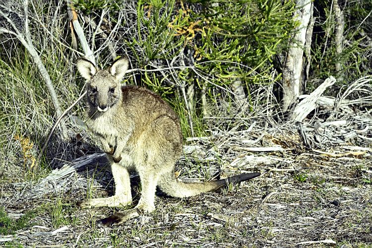 Australie Kangourou wapiti Booderee National park