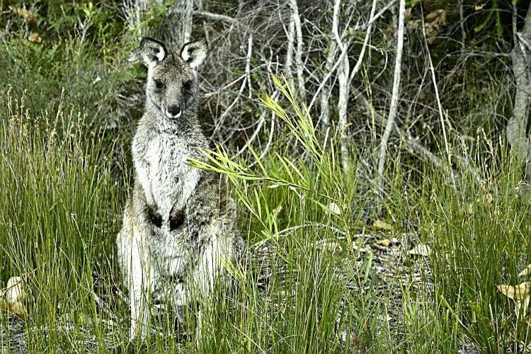 Australie Kangourou wapiti Booderee National park