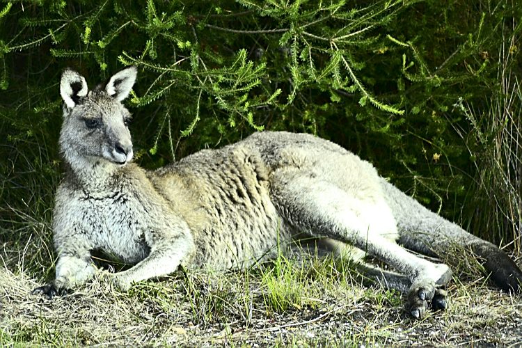 Australie Kangourou wapiti Booderee National park