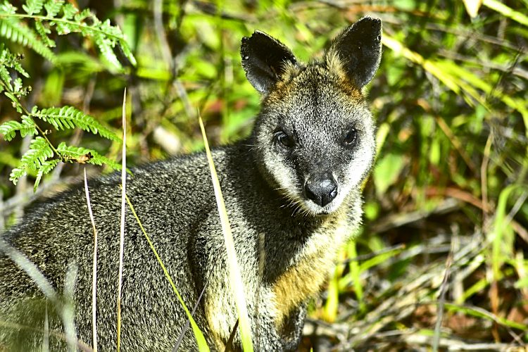Australie Kangourou wapiti Booderee National park