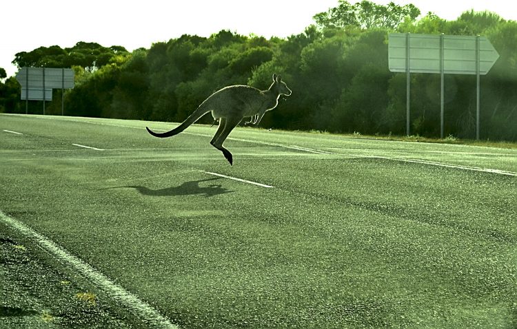 Australie Kangourou wapiti Booderee National park