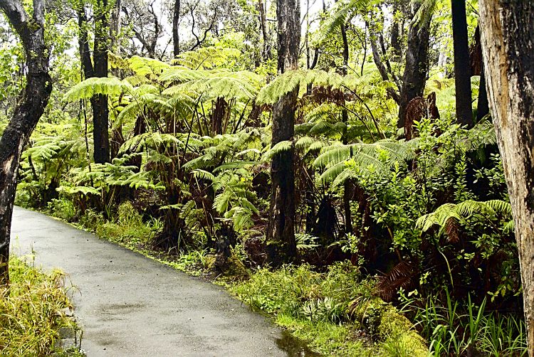 Hilo Hawaï Coye Ouest Au vent Cascade