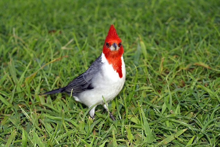 Hawaï Oahu Honolulu Waikiki