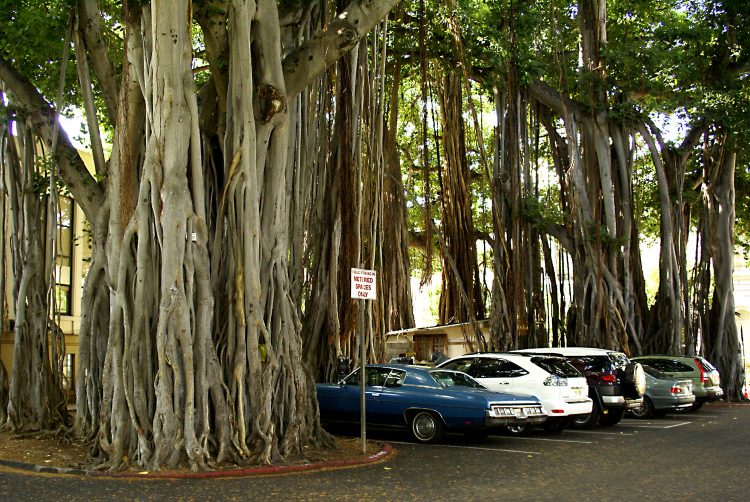 Hawaï Oahu Honolulu Waikiki