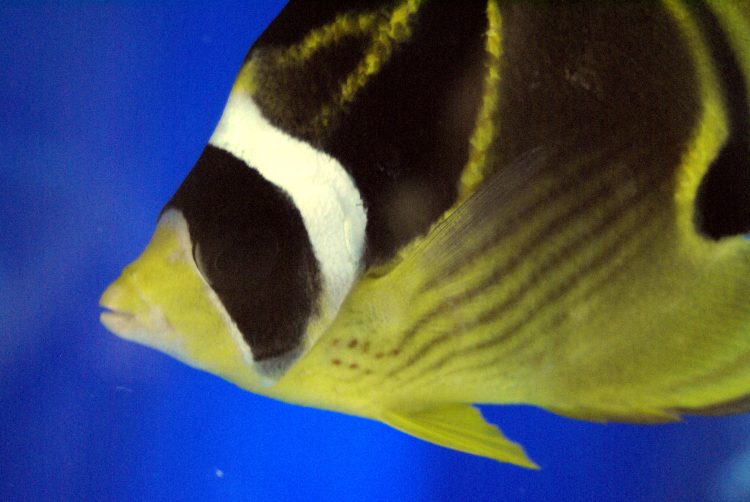 Hawaï Oahu Honolulu Waikiki