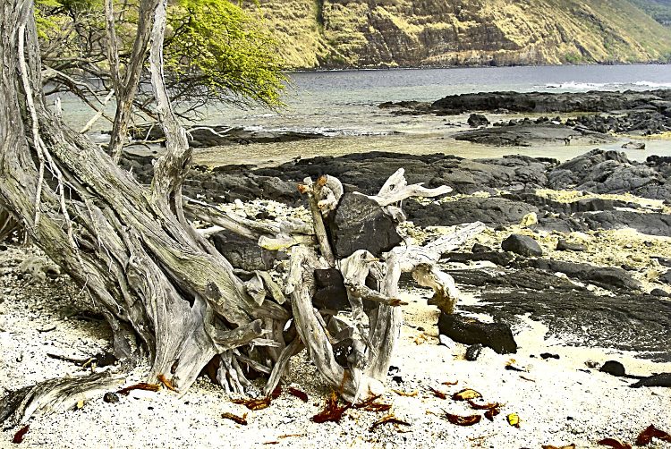 Kealakekua bay James Cook Snorkeling Corail Plage