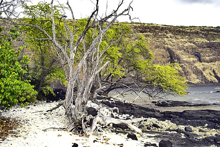 Kealakekua bay James Cook Snorkeling Corail Plage