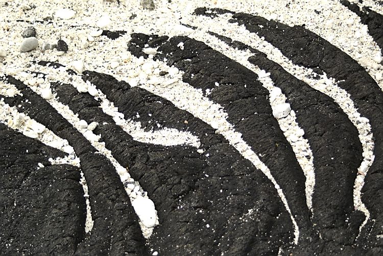 Kealakekua bay James Cook Snorkeling Corail Plage