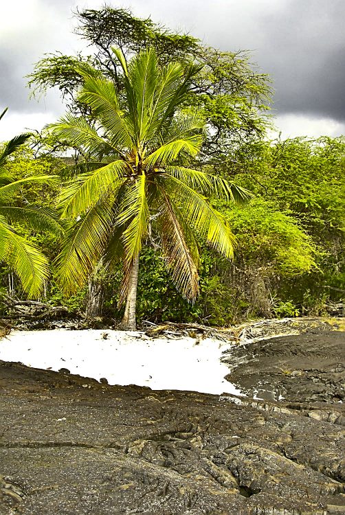 Kealakekua bay James Cook Snorkeling Corail Plage