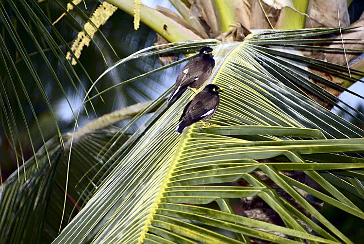 Koahala Coast Hawaï Big Island