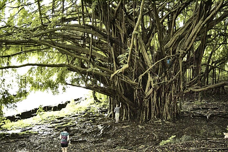 Hilo Hawaï Coye Ouest Au vent Cascade