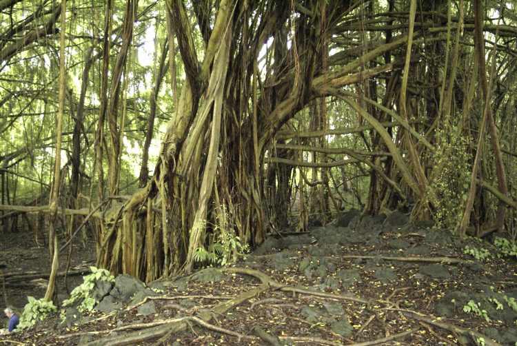 Hilo Hawaï Coye Ouest Au vent Cascade