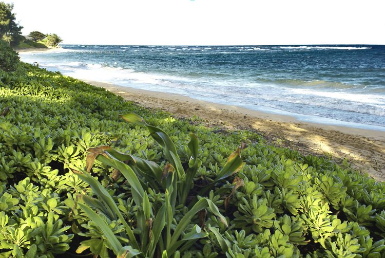 Hawaï Oahu Plage Corail Coucher de Soleil Sunset Beach Bay Turtle bay