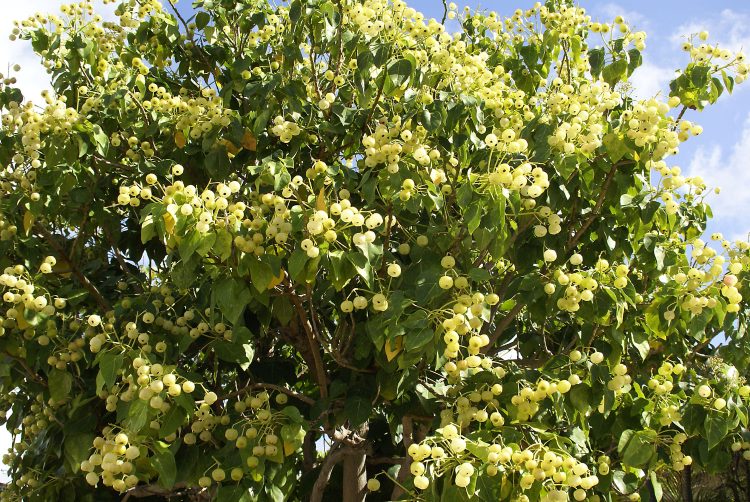 Hawaï Oahu Honolulu Waikiki