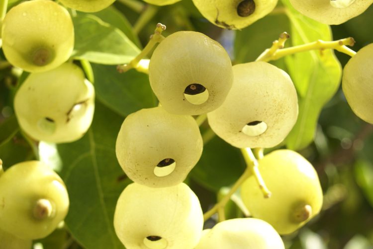 Hawaï Oahu Honolulu Waikiki