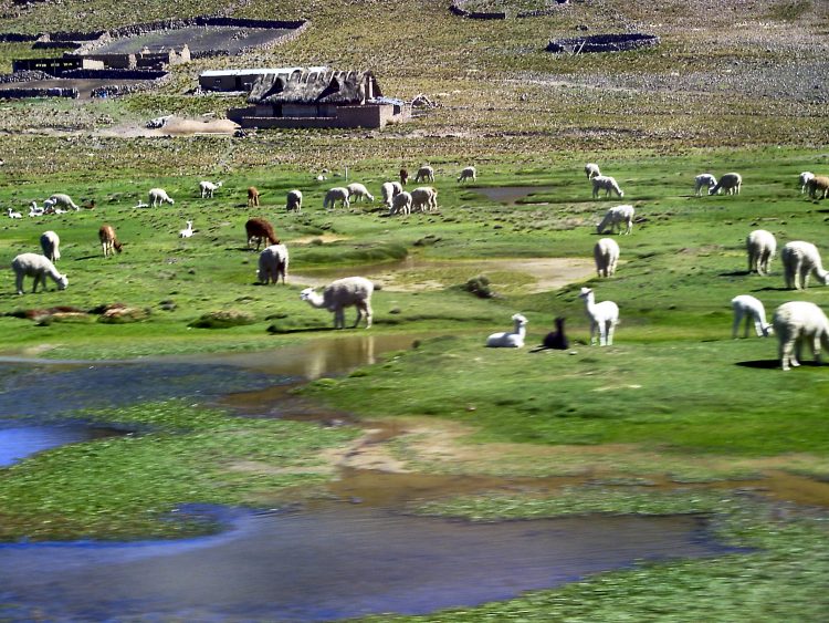 Pérou Peru Aréquipa Misti Chachani Monastère Santa Catalina Chivay Canyon Colca Lagunes Altitude