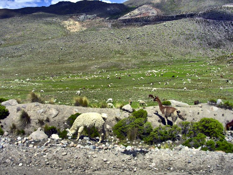 Pérou Peru Aréquipa Misti Chachani Monastère Santa Catalina Chivay Canyon Colca Lagunes Altitude
