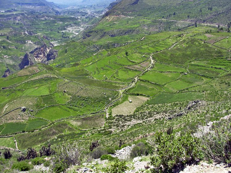 Pérou Peru Aréquipa Misti Chachani Monastère Santa Catalina Chivay Canyon Colca Lagunes Altitude