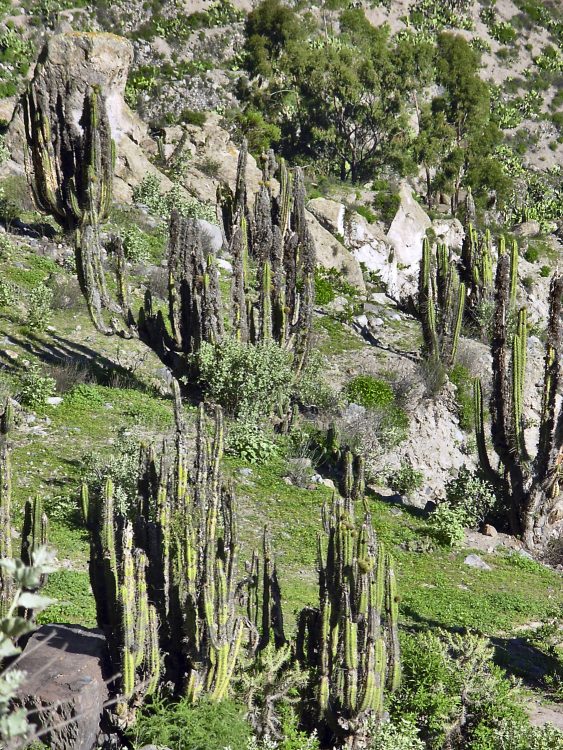 Pérou Peru Aréquipa Misti Chachani Monastère Santa Catalina Chivay Canyon Colca Lagunes Altitude