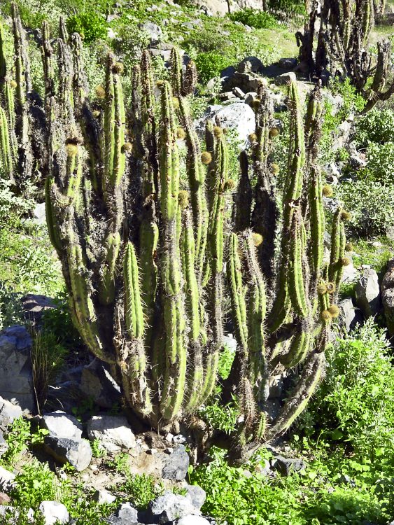 Pérou Peru Aréquipa Misti Chachani Monastère Santa Catalina Chivay Canyon Colca Lagunes Altitude