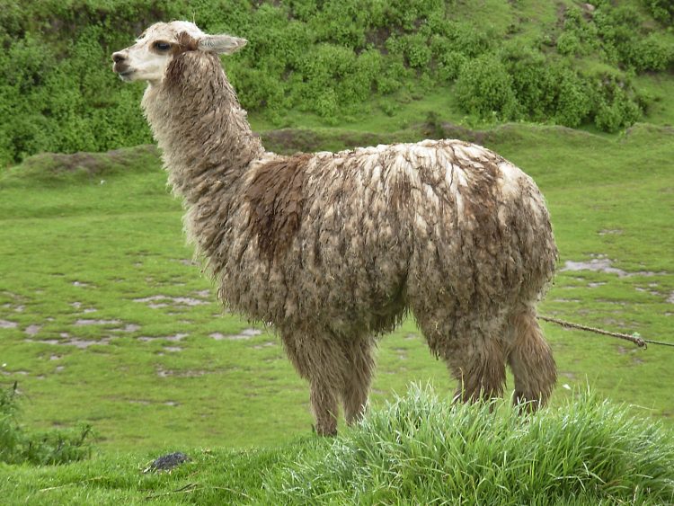 Cuzco Pérou Incas Vallée sacrée Machu Pichu