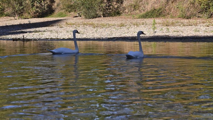 Cingle de Montfort Couleurs Automne Rivière Dordogne Reflets
