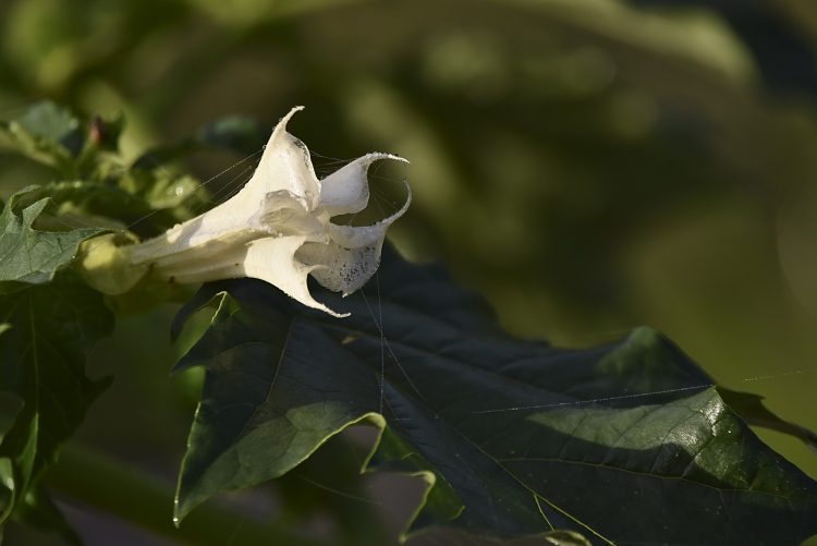 Rivière Dordogne Brume Lever Soleil Couleur Automne Cingle de Montfort Château Reflets