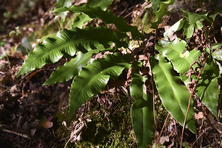 Rivière Dordogne Brume Lever Soleil Couleur Automne Cingle de Montfort Château Reflets