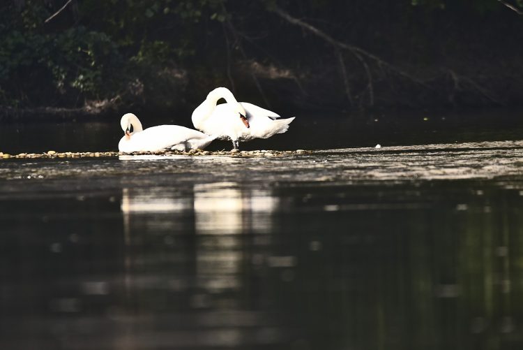 Rivière Dordogne Brume Lever Soleil Couleur Automne Cingle de Montfort Château Reflets