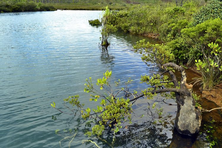 Nouvelle Calédonie Sud Latérite Nickel