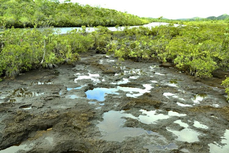 Nouvelle Calédonie Sud Latérite Nickel