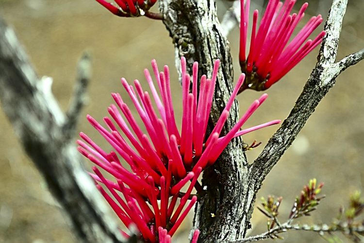 Nouvelle Calédonie Sud Latérite Nickel