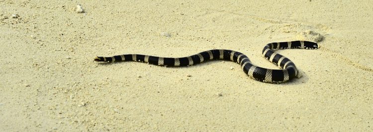 Nouvelle Calédonie Nouméa Phare Amédée Tricot Rayé